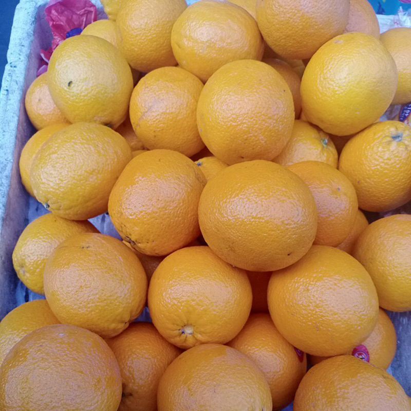 

jeruk sangkis imperial