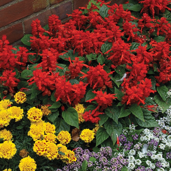 Benih Bibit Biji - Salvia Blaze of Fire Red Scarlet Sage (Salvia splendens) Flower Seeds - IMPORT