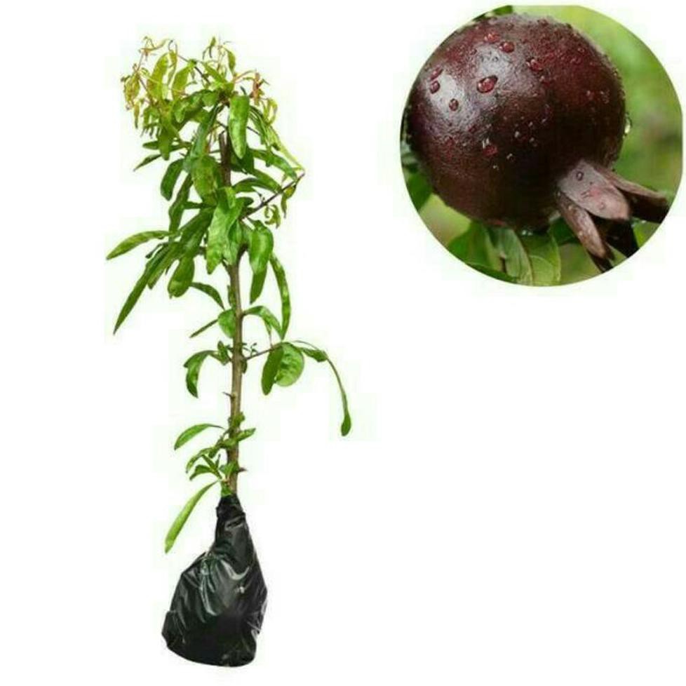 Asli Bibit Buah Delima Hitam Kw+