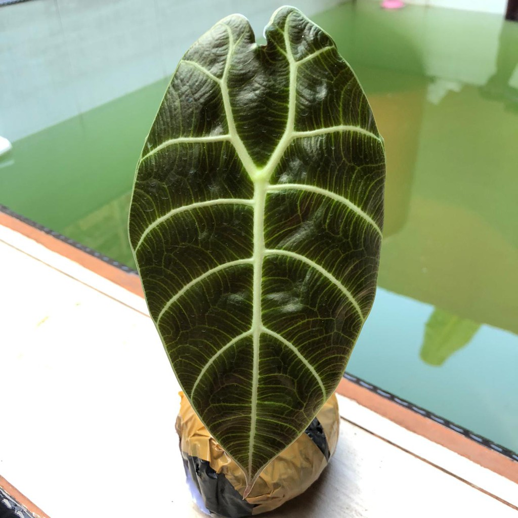 rawatan anakan alocasia watsoniana kalbar | alocasia watsonia | alocasia watson