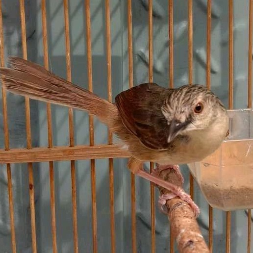 burung cigun bahan jantan