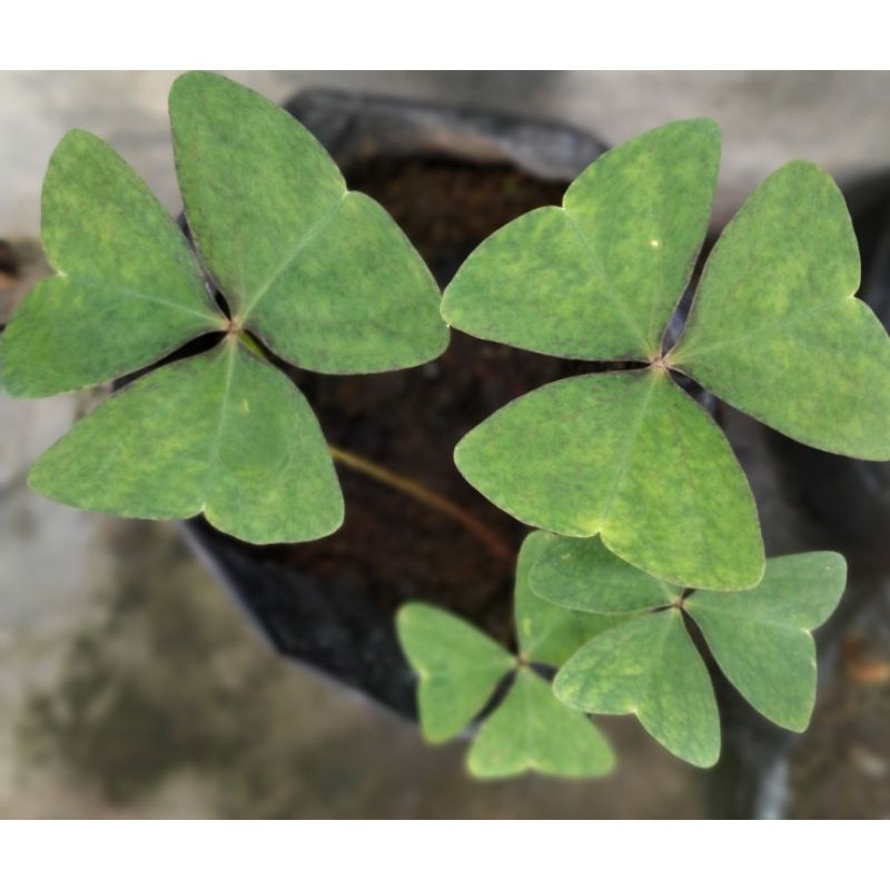 bunga oxalis kupu-kupu hijau