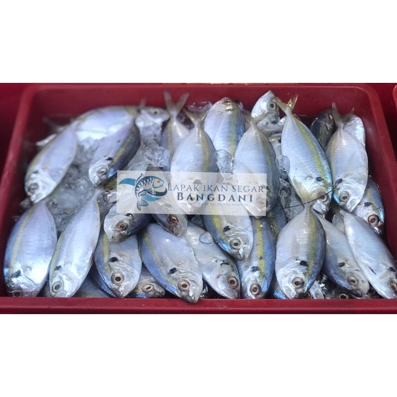 

Ikan Selar Segar Per Kg