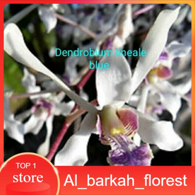Anggrek dendrobium lineale blue remaja