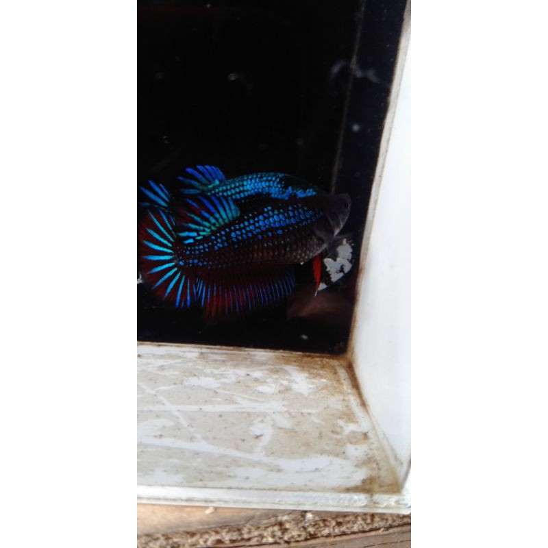 Ikan cupang avatar vampire Female