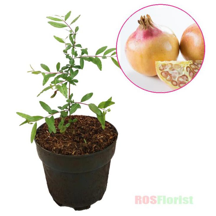 App Bibit Tanaman Buah Delima Putih