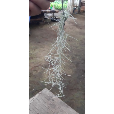 How to Prepare Spanish Moss for Indoor Use