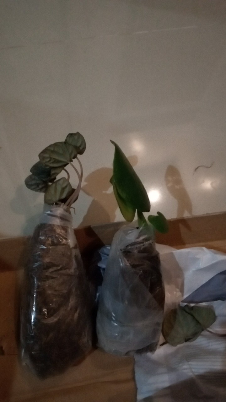 Tanaman Hias Peperomia Raindrof