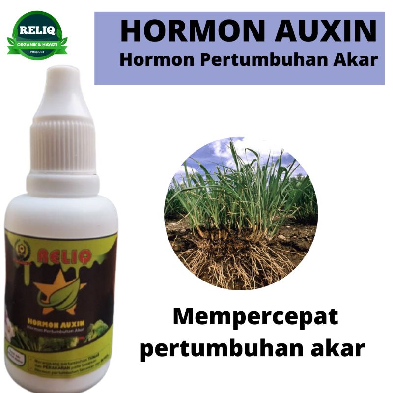 Hormon Auksin Tanaman, Hormon Auksin Tunas, Pupuk Hormon Auksin