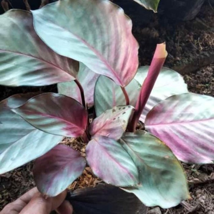 

tanaman chalatea silver