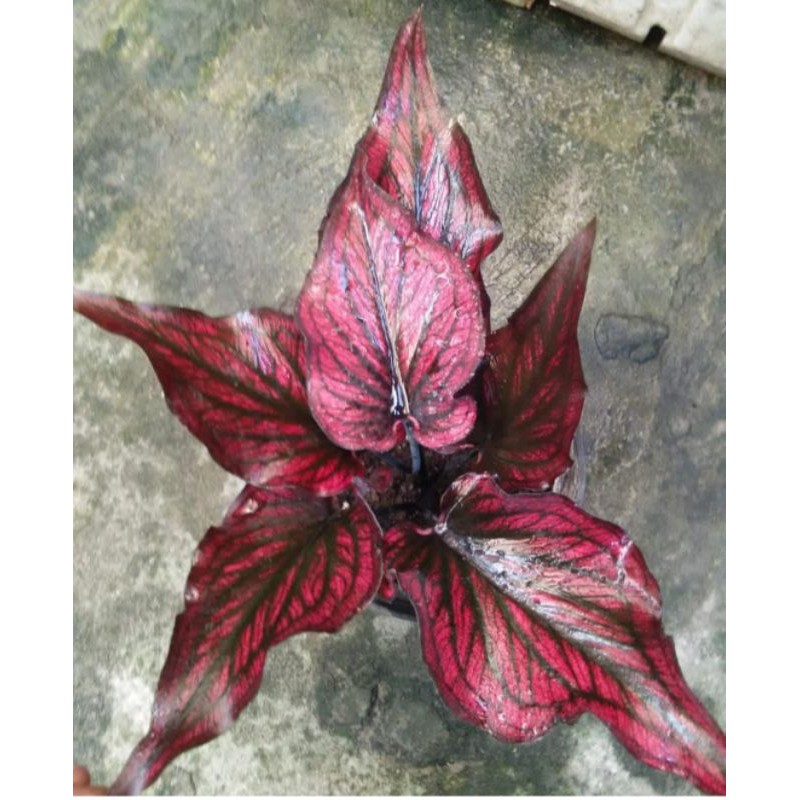 caladium red stone