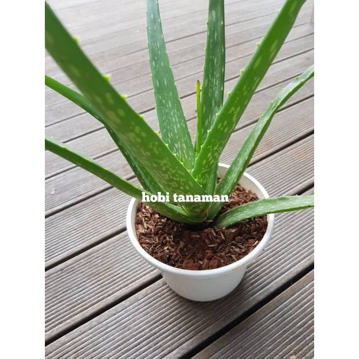 

lidah buaya / aloe vera /hobi tanaman /tanaman bermanfaat
