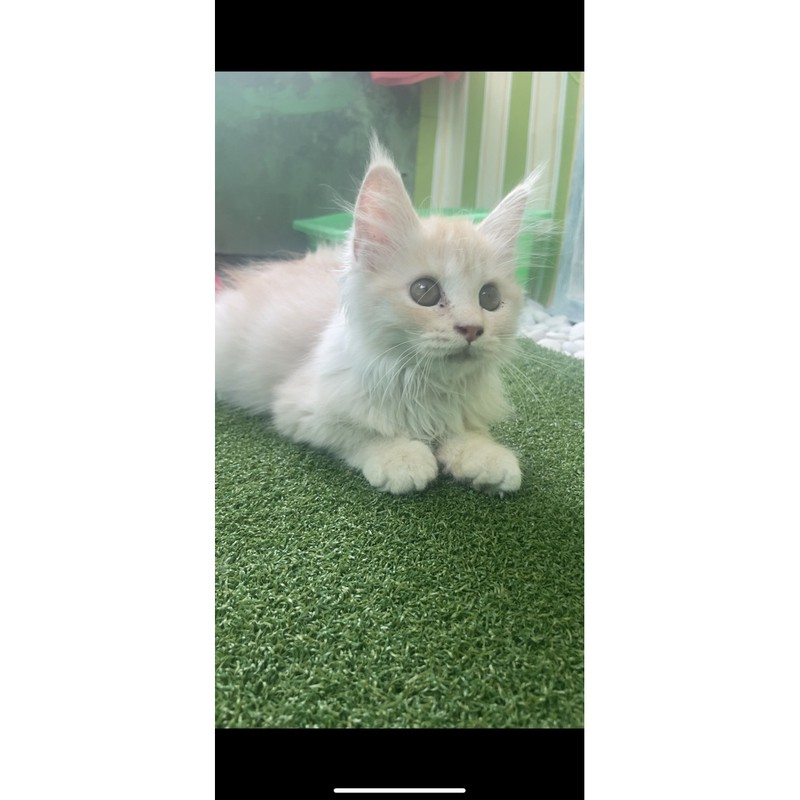 KUCING KITTEN MAINECOON