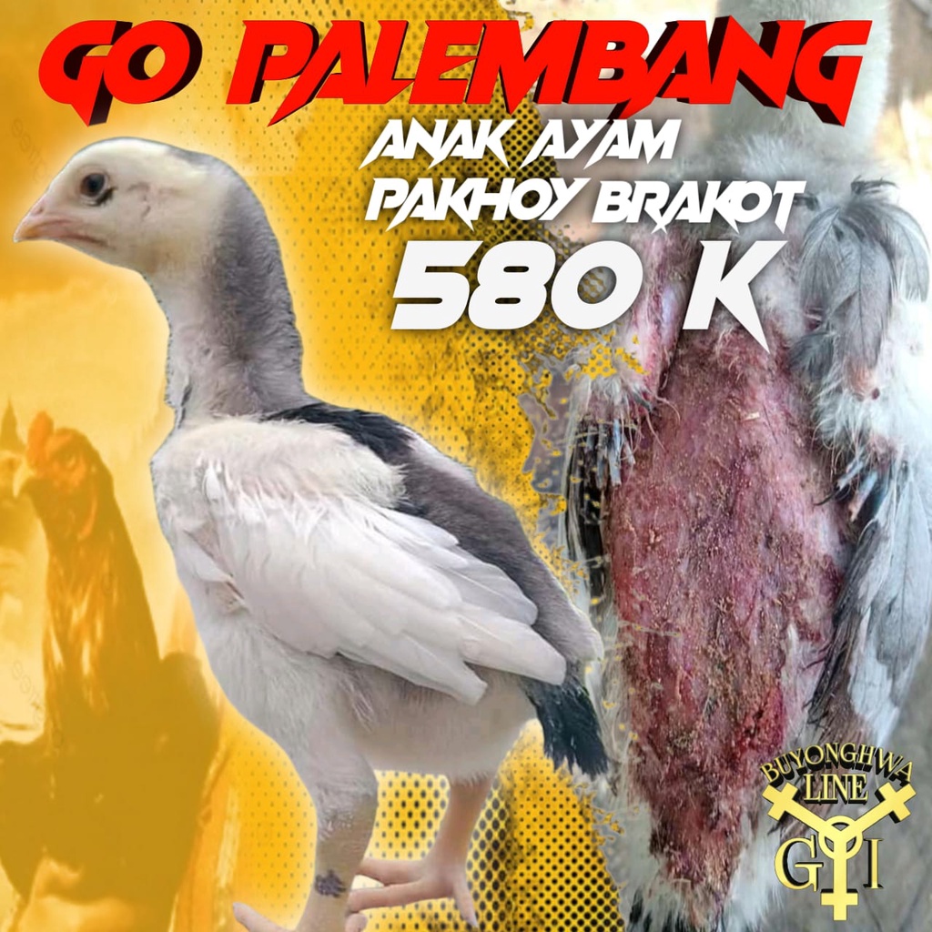 Anak Ayam Pakhoy BRAKOT Brtutal usia 3 minggu GO palembang 1 ekor