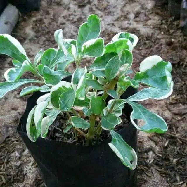 Tanaman Hias Krokot Putih - Kerokot Variegata