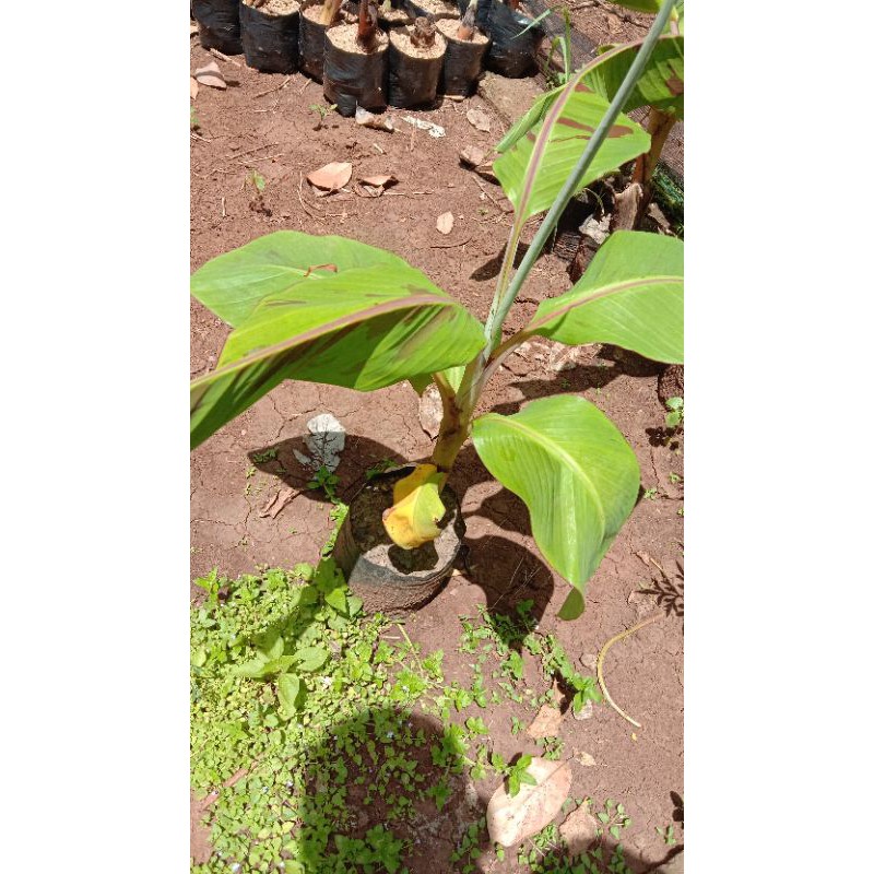 Bibit Tanduk / Bibit Pisang Byar