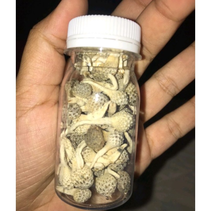 Jual mpot putih asli madura | Shopee Indonesia