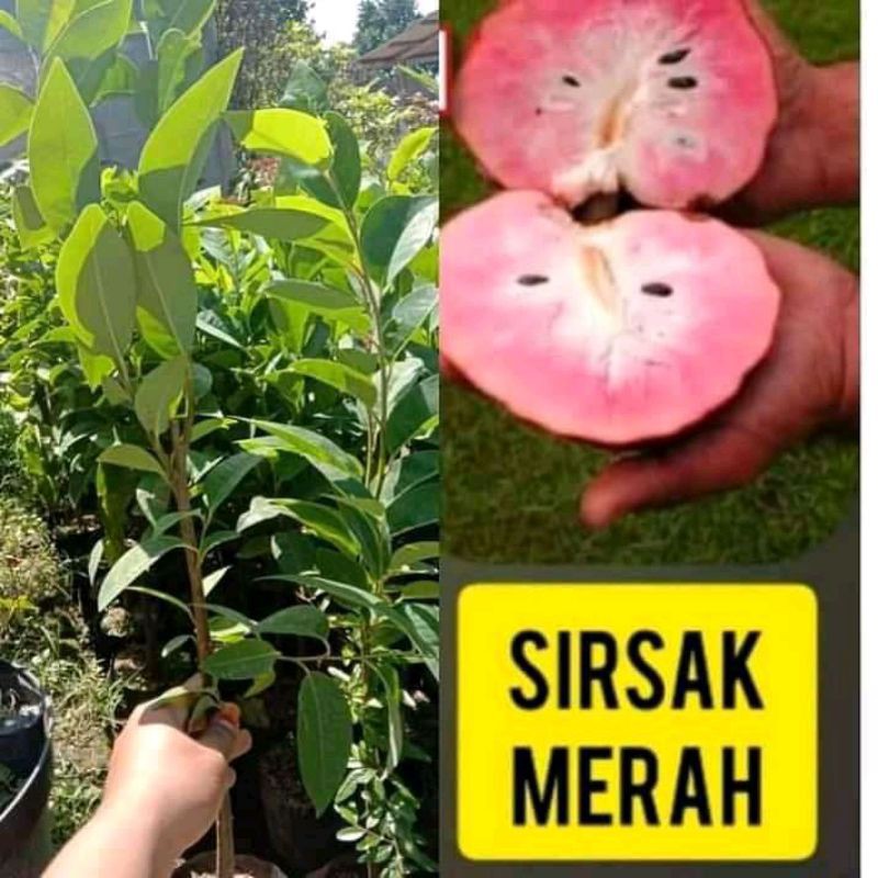 Bibit Tanaman Buah Sirsak Merah Okulasi - Pohon Sirsak Merah Cepat Berbuah