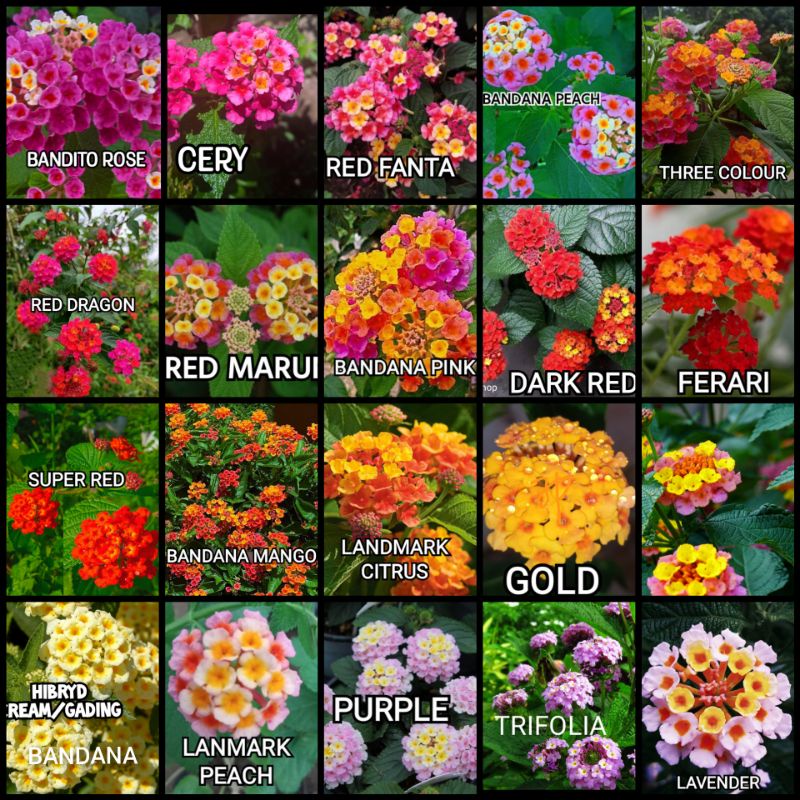 LANTANA 15 VARIAN ENTRES nol ongkir jawa