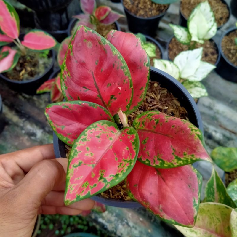 Tanaman aglonema black maroon - aglaonema black marun