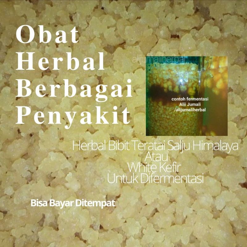 Herbal Teratai Salju Himalaya (bibit asli) Untuk Asam urat kolesterol Darah tinggi Perbaikan Organ G