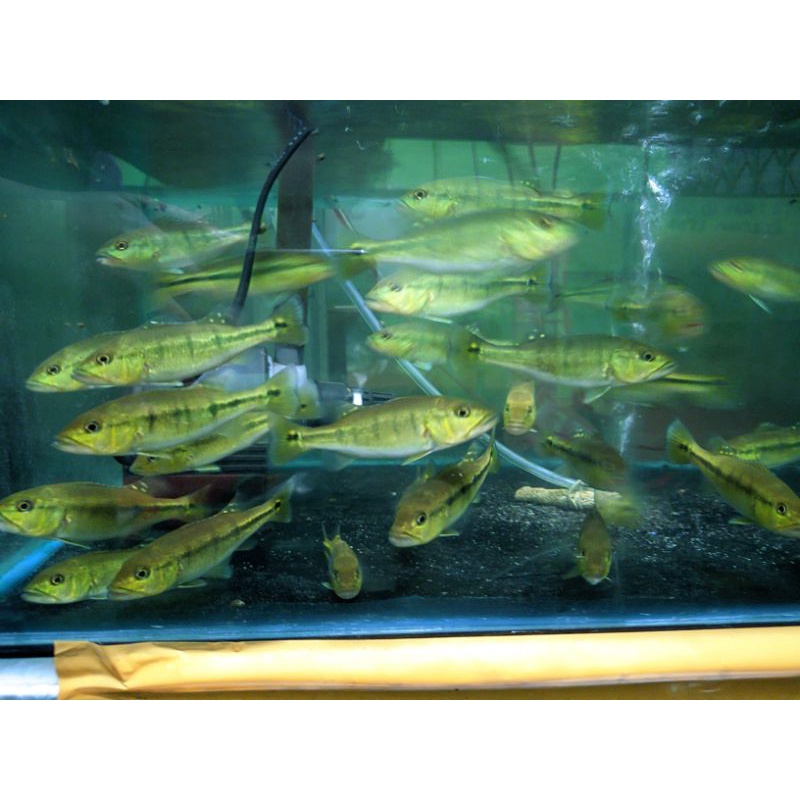 peacock bass intermedia pure garansi