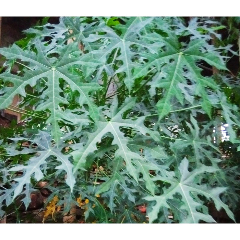 tanaman hias pepaya jepang/pohon pepaya jepang