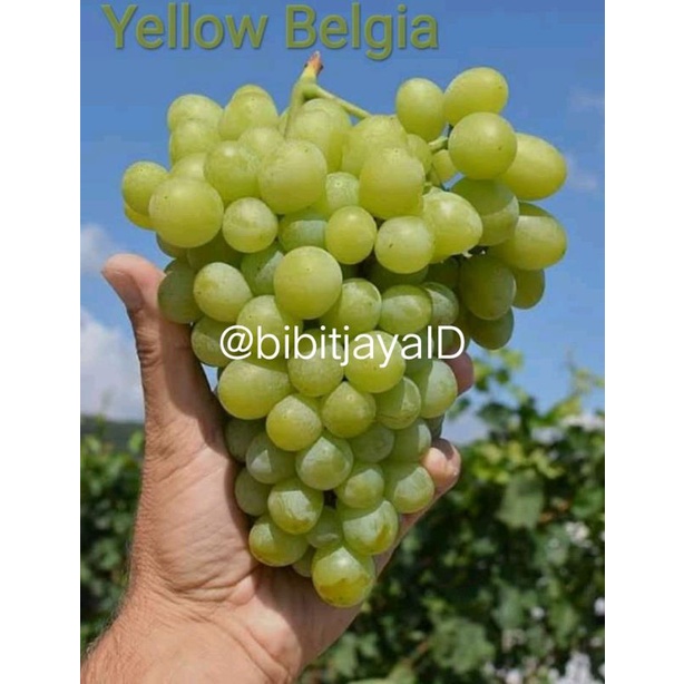 Bibit Anggur Yellow Belgi - Cepat Berbuah-0