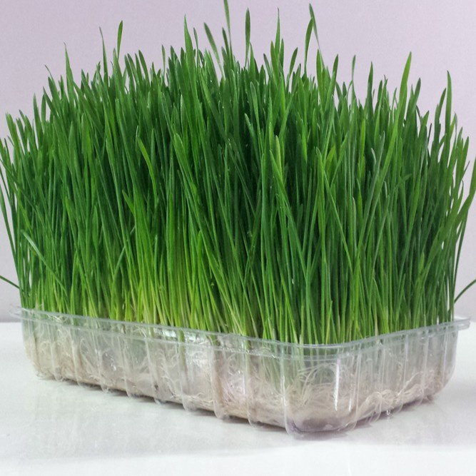 250 Benih Wheatgrass Kucing Bibit Wheat Grass Microgreen Tanaman Rumput Kucing Cat Grass Unggul