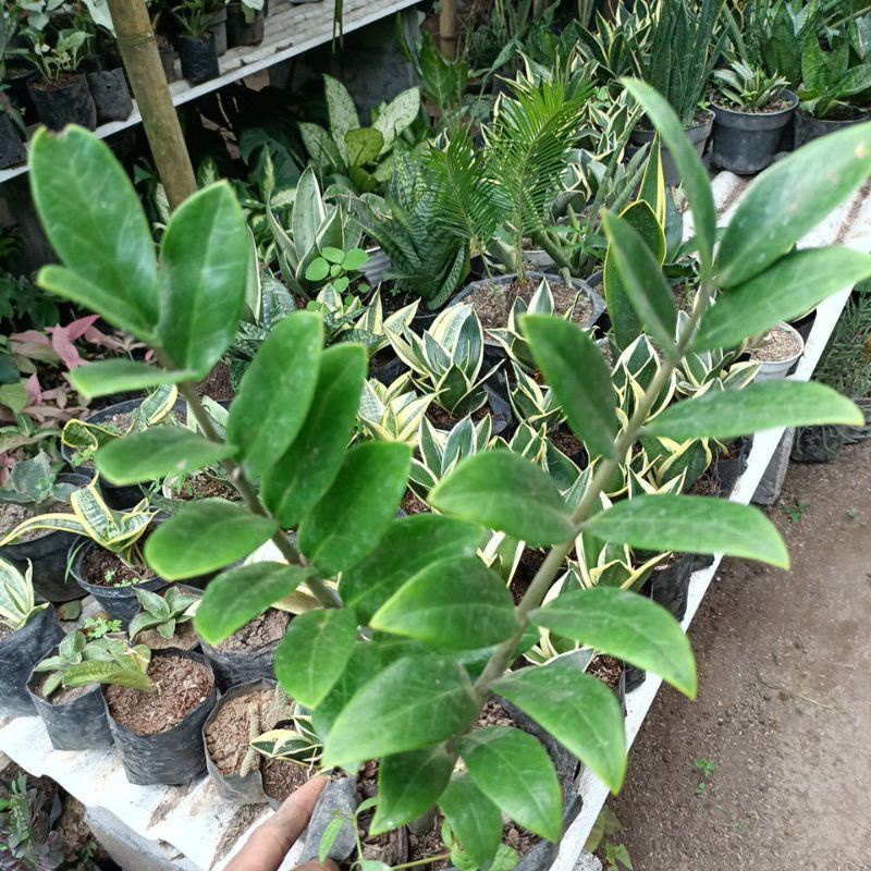 zamia kulkas