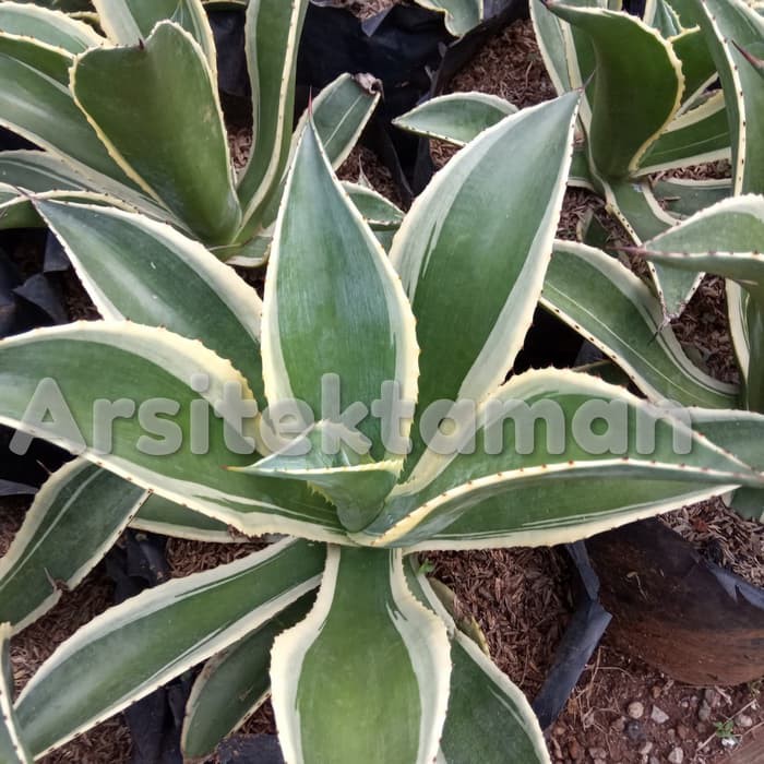 tanaman hias agave - siklok - tanaman agave     _