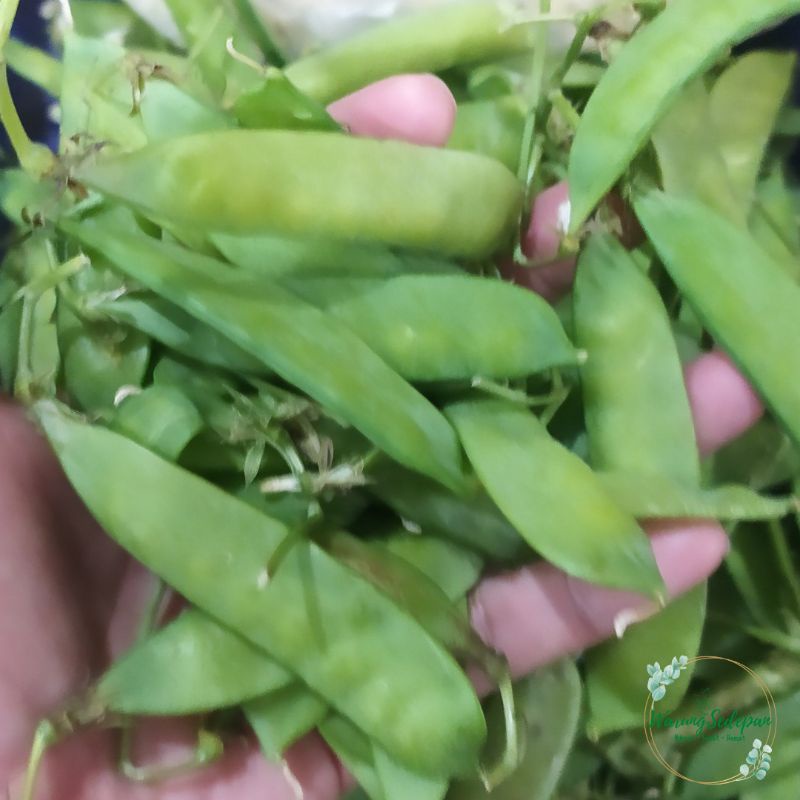 

Kapri Segar 100gr | Sayur Pelengkap Sop | Sayur Segar Cikarang