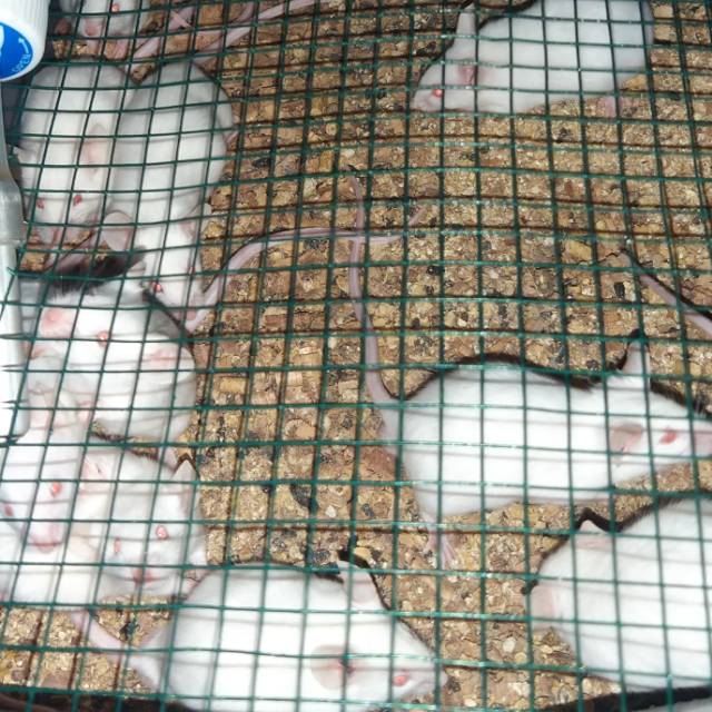 tikus putih / mencit ukuran jumper