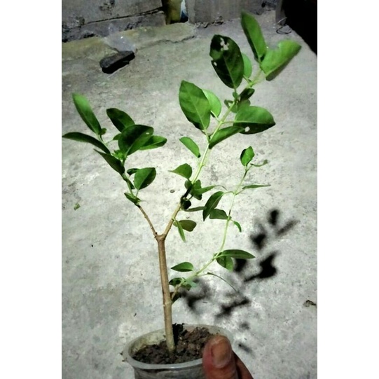 Bibit bonsai sancang ukuran mame sudah hidup