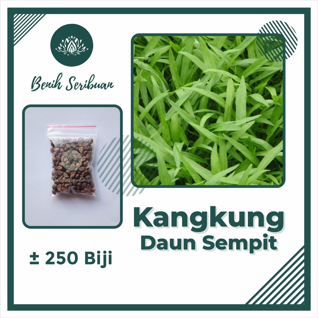 250 Biji Benih Kangkung Daun Sempit Serimpi Super Bibit Tanaman Sayuran Hidroponik Unggul Seribuan