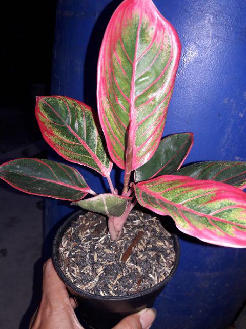  KHANZA  Tanaman Hias Aglaonema  Aglonema  Shopee 