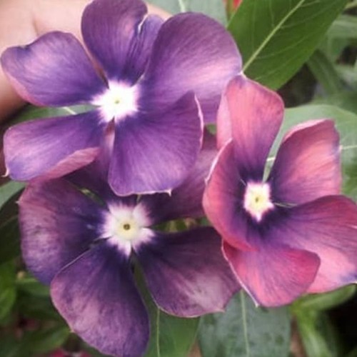 Biji Bunga Vinca Plum - Bibit Bunga Vinca Plum - Bunga Vinca Plum - COD