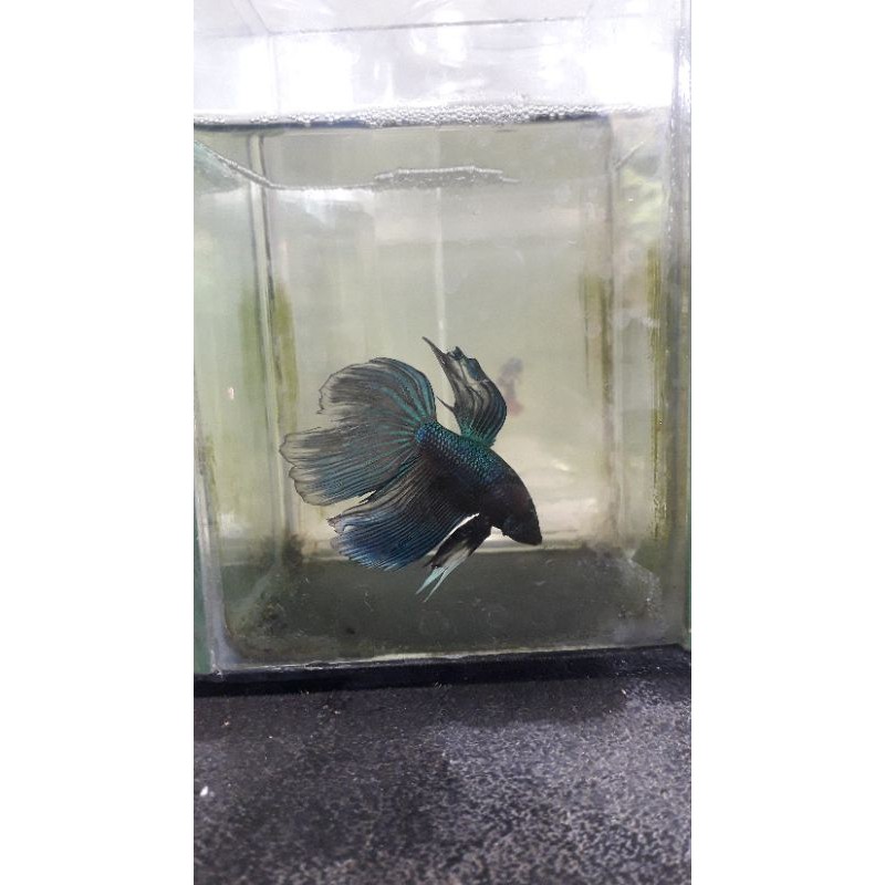 ikan cupang hmpk blue black