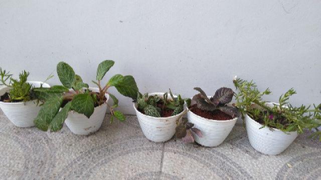 Bibit Tanaman Episcia Mutiara -epicia Mutiara - Tanaman Hias Bunga Fittonia Albivenis Green.
