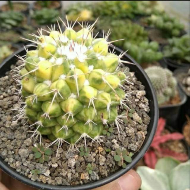 Kaktus ownroot durian variegata