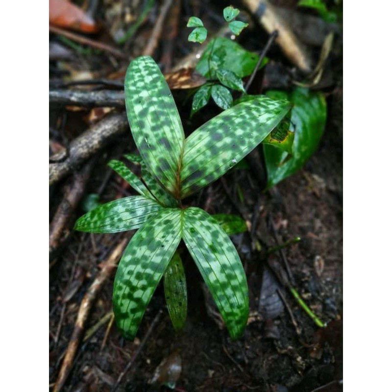 Palem_Licuala spesies Rare