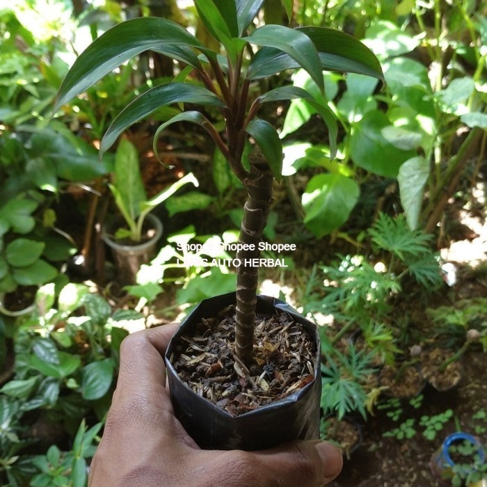 stek bibit hanjuang mini hanjuang merah mini tanaman hias andong merah