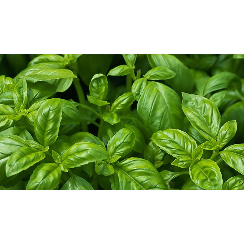 Benih-Bibit Herb Sweet Basil (Haira Seed)