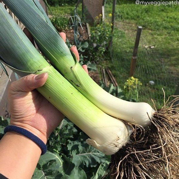 Benih-Bibit Daun Bawang Jumbo Giant Musselburgh (Haira Seed)