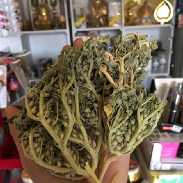 

[KODE PRODUK 0PVI08136] RUMPUT FATIMAH HERBAL PELANCAR PERSALINAN, SANGAT BAGUS BUAT IBU HAMIL JUGA, ORIGINAL ARAB SAUDI