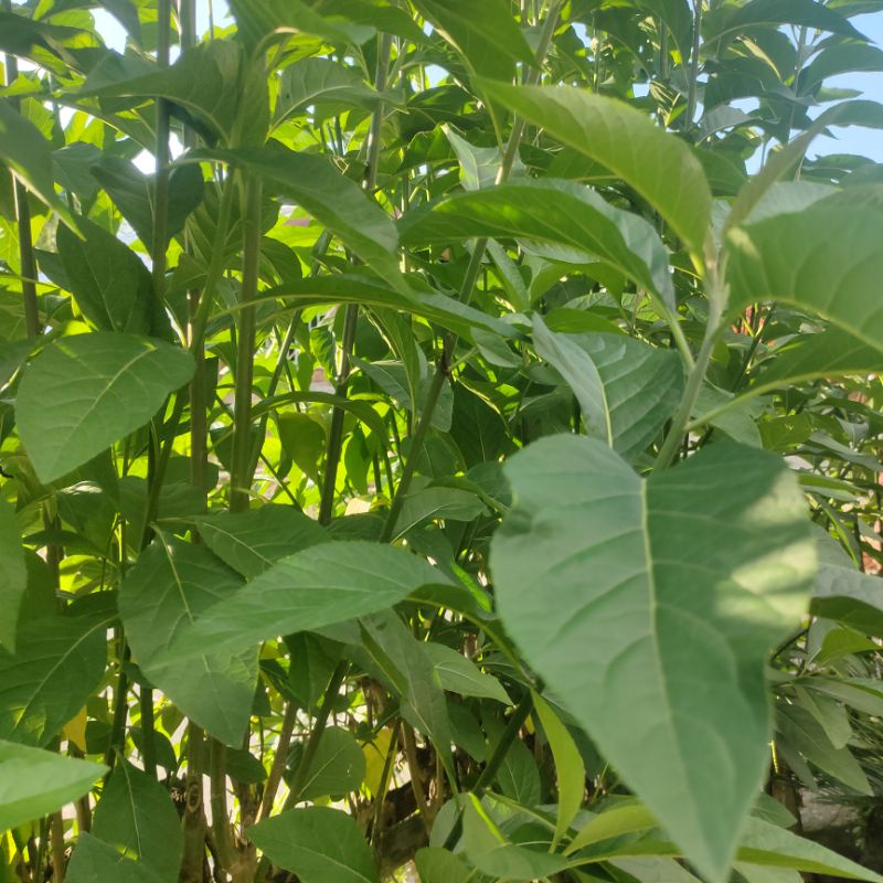 

obat herbal sambung nyawa