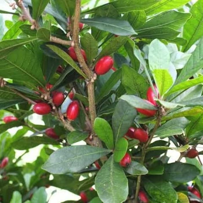 

DULCIFIUM MIRACLE FRUIT buahnya dapat memaniskan semua buah