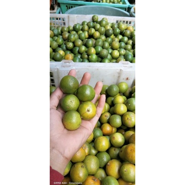 

jeruk sonkit/JERUK KUNCI/lemon cui/SONKIT PONTIANAK