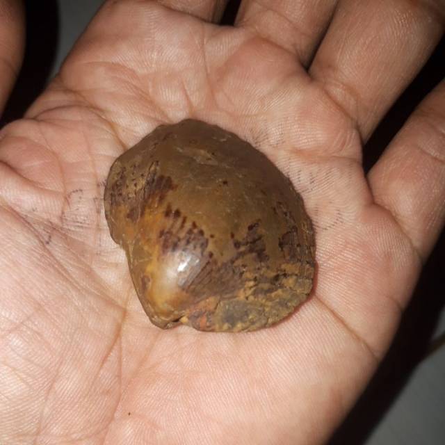 

Kijeng bungkem