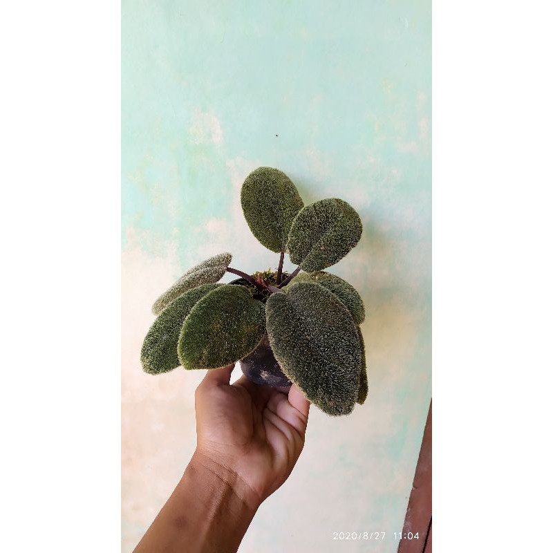 TANAMAN HIAS HUTAN HOMALOMENA DAUN BULU